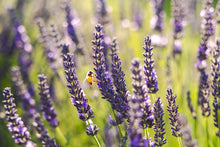 Load image into Gallery viewer, Organic Lavender Essential Oil
