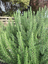 Load image into Gallery viewer, The rosemary bush that we harvest the rosemary wands for, organic and healthy