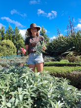 Load image into Gallery viewer, E-Book: The First Ten plants, A Mothers Guide to starting a Medicinal Garden