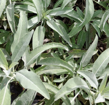 Load image into Gallery viewer, White sage that was distilled to create this effective hydrosol 
