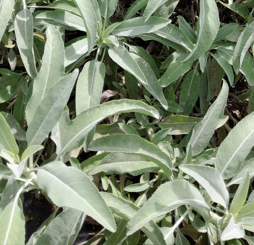 White sage that was distilled to create this effective hydrosol 